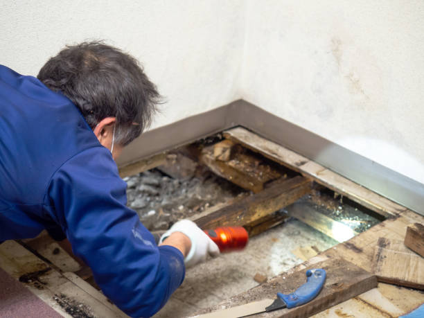 Best Mold Damage Repair  in Flemingsburg, KY