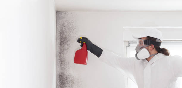 Best Mold Removal Specialists  in Flemingsburg, KY