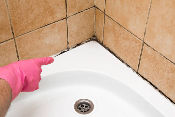 Best Toxic Mold Removal  in Flemingsburg, KY